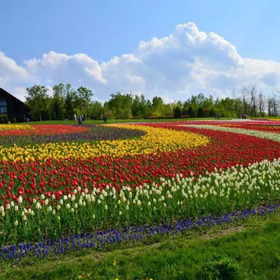 (Patchwork flower field closest to Sapporo) Takino Suzuran Hills Park