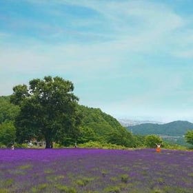 Sapporo Lavender Garden One-day Tour to Hitsujigaoka Observation Hill
▶Tap for tickets
Photo: Klook