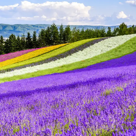 (Must-see during July/August lavender season) Farm Tomita