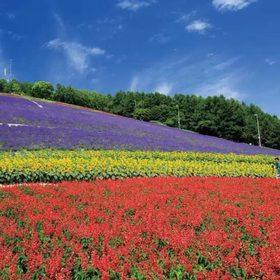 (Must-see in summer) Choei Lavender Farm & Nakafurano Flower Park