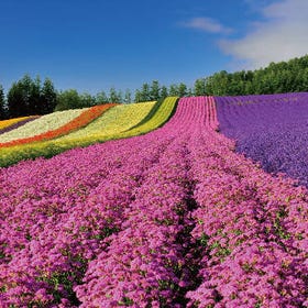 Furano & Biei Lavender Day Trip (from Sapporo)
▶Tap to reserve
Photo: Klook