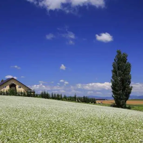 (Poetic Summer Landscape) Patchwork Road