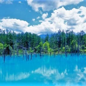 Furano Lavender & Biei Blue Pond Day Trip
▶Tap to Reserve
Photo: Klook