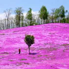 (Japan's Largest Moss Phlox Attraction) Shibazakura Takinoue Park