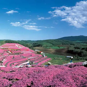 (Eye-catching Pink Moss Phlox) Higashimokoto Shibazakura Park