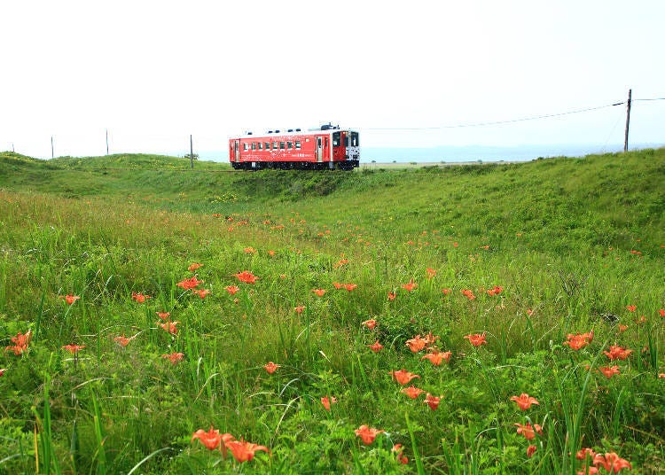 Abashiri train and Koshimizu Primeval Flower Garden (Photo: PIXTA)