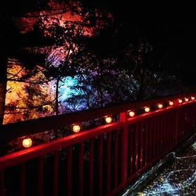 Jozankei Nature Luminarie: A Spectacular Illumination Event (2024 dates TBD. June 1 to October 31, 2023)
 (Photo: PIXTA)