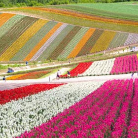 (Stunning Summer Views) Shikisai-no-oka