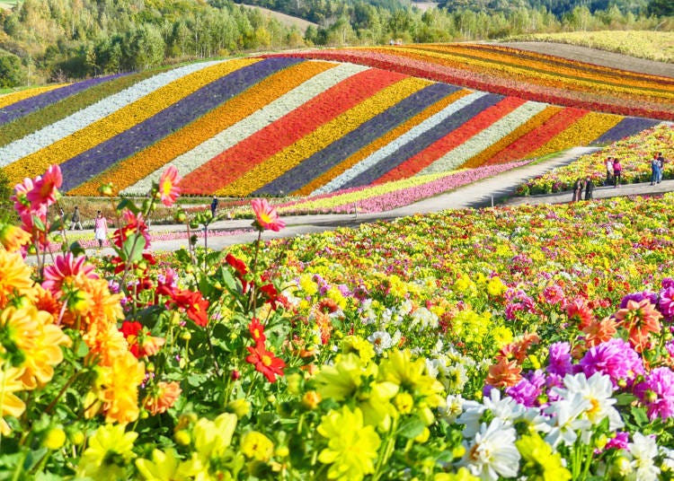 2．夏は各地で咲き誇る野山の花が魅力