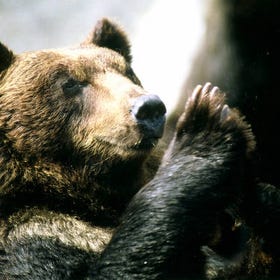 [夏天萌熊出沒注意] 登別棕熊牧場
▶點擊訂票
圖片提供：Klook