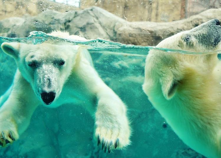 北極熊是旭山動物園的招牌明星之一｜圖片來源：PIXTA