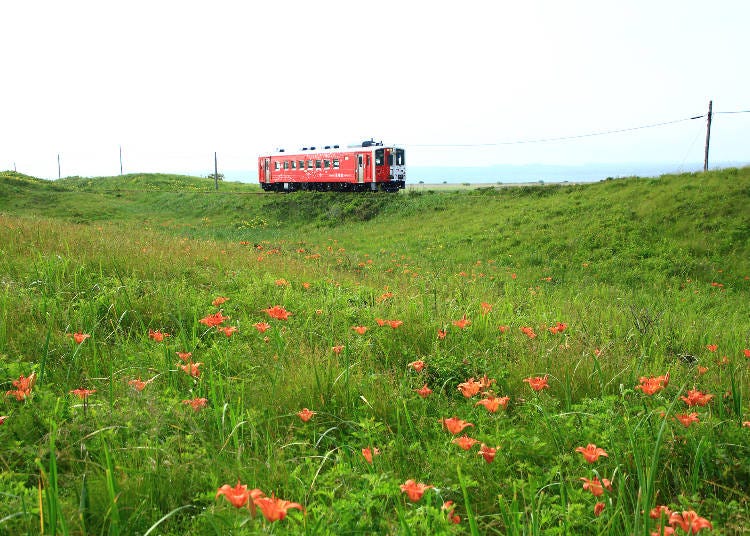 網走線電車和小清水原生花園｜圖片來源：PIXTA