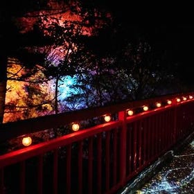 定山溪自然光之盛典JOZANKEI NATURE LUMINARIE（2023/6/1~10/31）
圖片來源：PIXTA