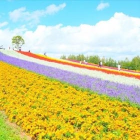 北海道富良野一日遊｜富良野＆美瑛青池＆四季彩之丘｜含北海道特色自助午餐
▶點擊預約
圖片提供：Klook