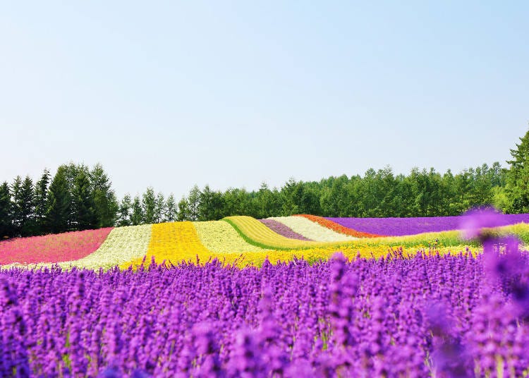 (Image: LIVE JAPAN article #a1000297)