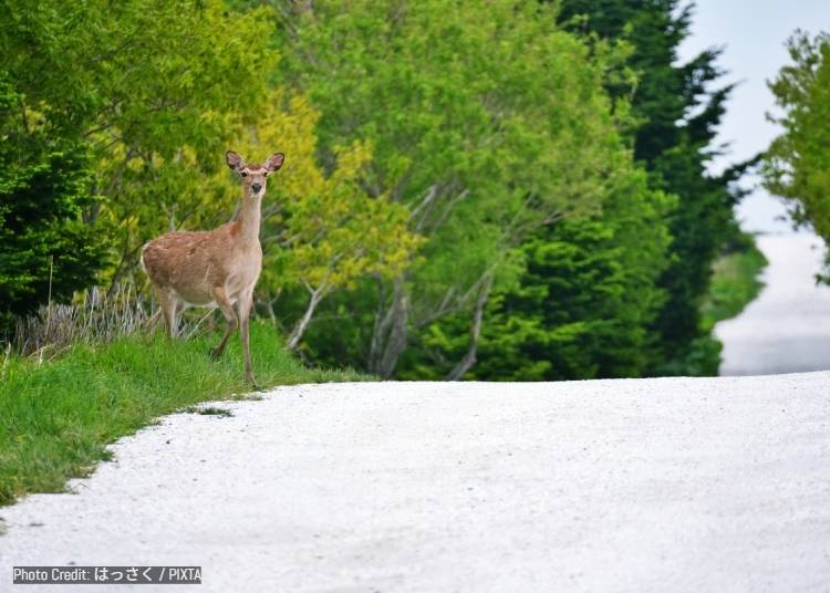 圖片來源：PIXTA