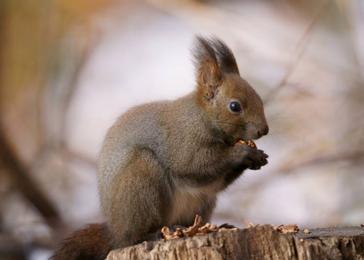 Squirrels and birds in Sapporo’s downtown parks