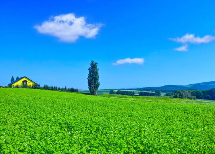 Have fun because Hokkaido summer is short!