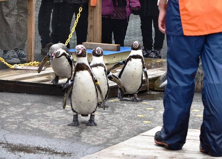 3. Fun shows at the Otaru Aquarium