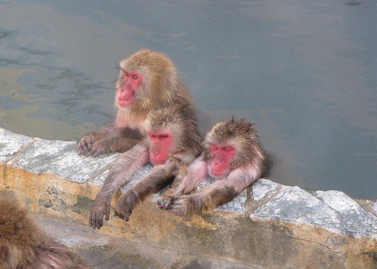 4. Visit hot spring monkeys at Hakodate Tropical Botanical Garden