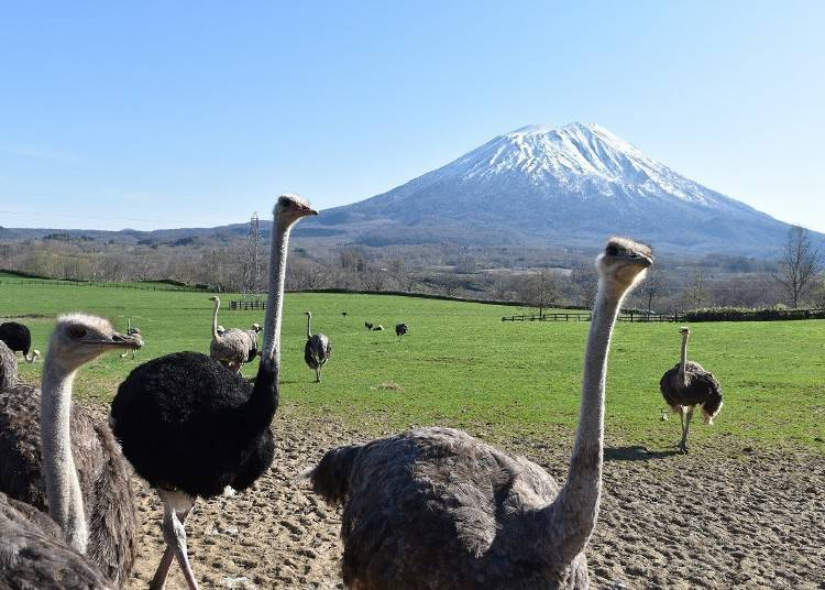 二世古必玩4. 在「第2有島鴕鳥牧場」被療癒