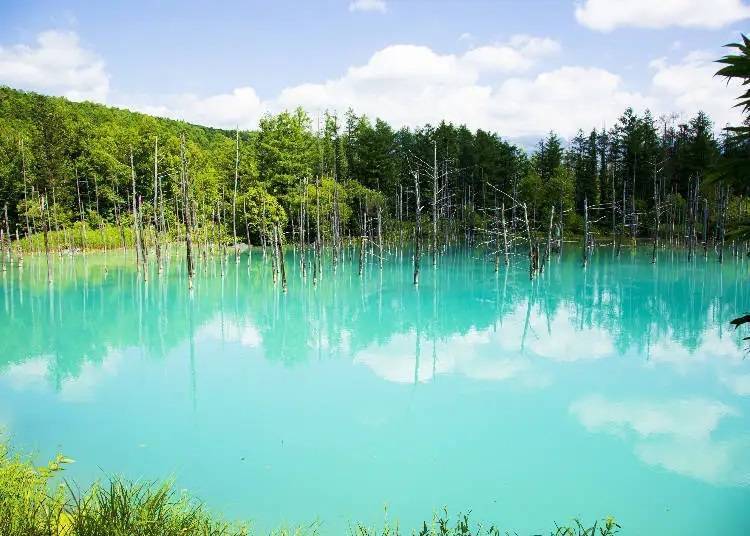 6. Shirogane Blue Pond: A Once-in-a-Lifetime Sight