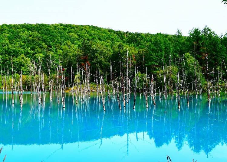 3．神秘的なビエイブルーに彩られた「青い池」を堪能する