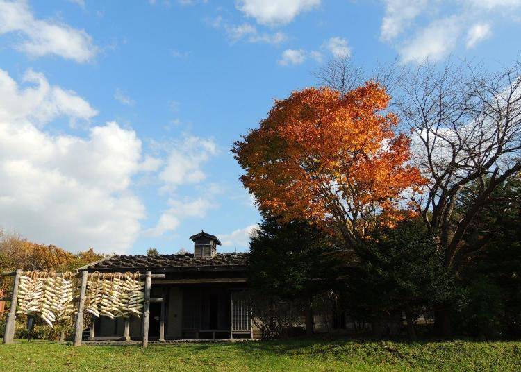A farmer's house belonging to the former Iwama family, a farmer who settled as a samurai migrant in the Watari domain of the Sendai clan (Watari Town, Miyagi Prefecture). Built in 1905, the Sendai region’s unique features are clearly reflected in the building’s floor plans and structure.