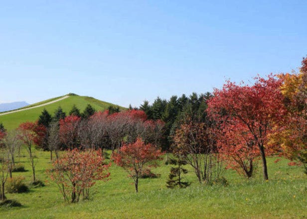 Japan's Fascinating Moerenuma Park: Isamu Noguchi's Stunning Living Sculpture