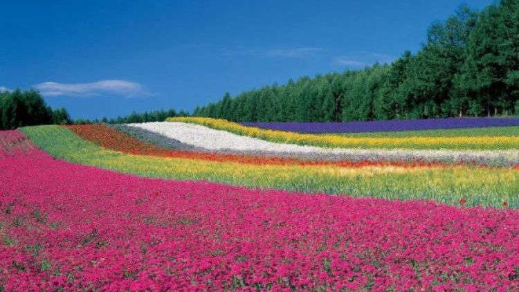 6月7月8月が見頃！夏の北海道の花スポット9選【道央・道北・道東】