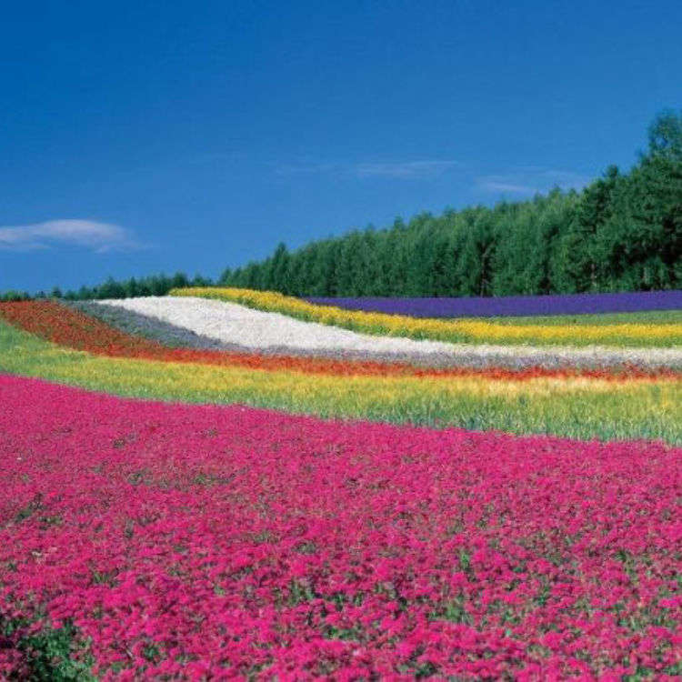 細數9處北海道花海景點 把握夏天6月 8月的絕佳賞花期 Live Japan 日本旅遊 文化體驗導覽