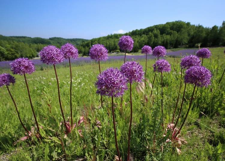 Alliums. The balls you see in the picture are made of 1500 tiny flowers.