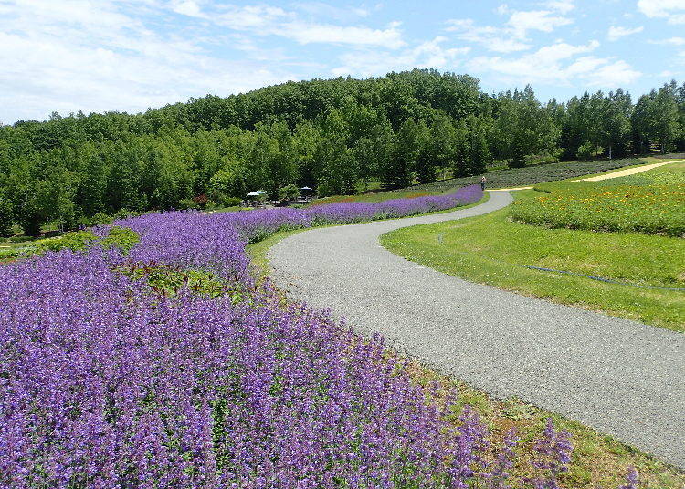 Nepeta. These flowers remain in bloom much longer than other flowers, and the best time to catch them is during the tail end of June.