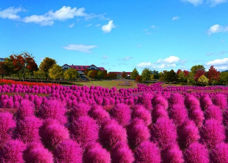 Hill of Kochia (*This is a stock image)