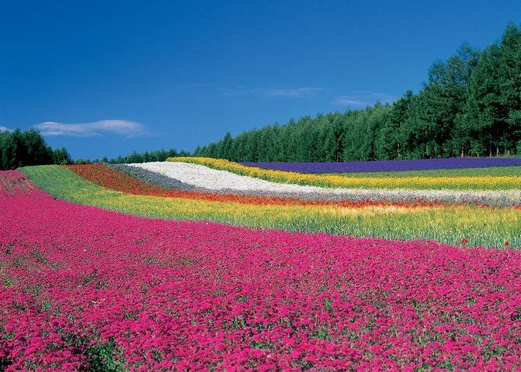 The vividly colored flowers lined up in the "Irodori Field" (Source: Farm Tomita)