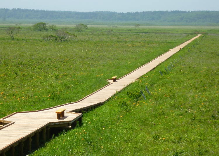 A wooden bridge in the Kiritappu Marshland