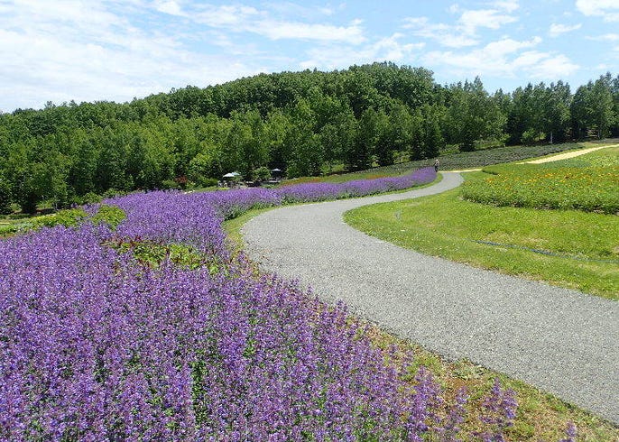 6月7月8月が見頃 夏の北海道の花スポット9選 道央 道北 道東 Live Japan 日本の旅行 観光 体験ガイド