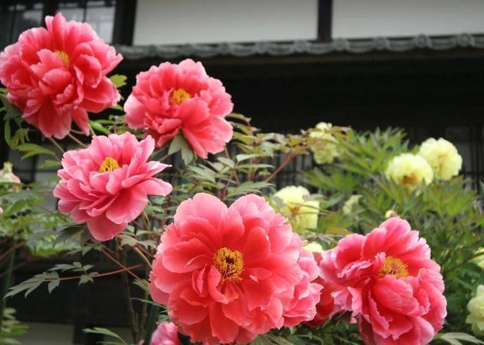 細數9處北海道花海景點 把握夏天6月 8月的絕佳賞花期 Live Japan 日本旅遊 文化體驗導覽