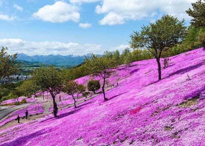 細數9處北海道花海景點 把握夏天6月 8月的絕佳賞花期 Live Japan 日本旅遊 文化體驗導覽