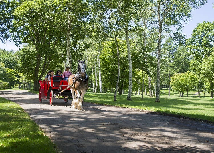 A relaxing horse-drawn carriage ride that circles through the large garden.