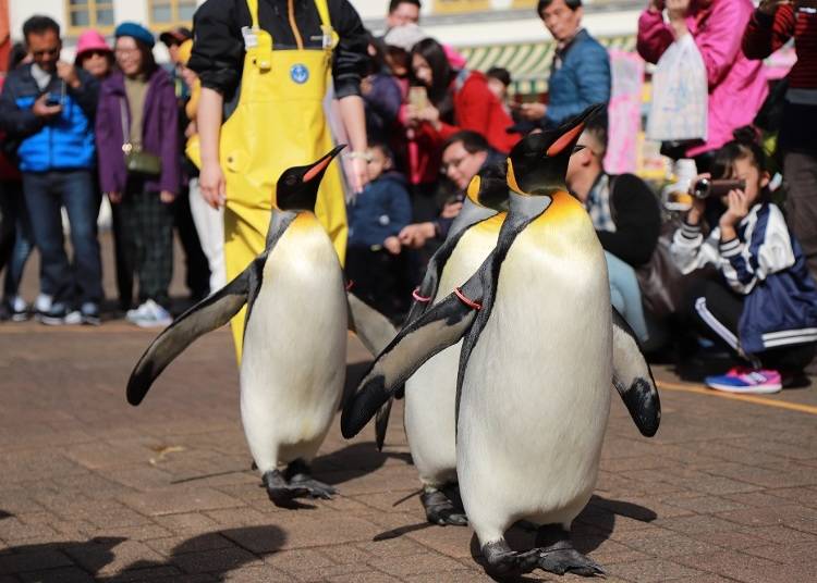 お客さんの目の前を歩くペンギンパレード
