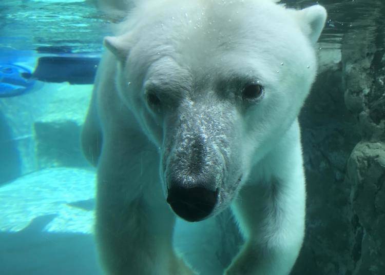 Here at the “Polar Bear Exhibit,” you can watch polar bears dive into and swim in the pool.