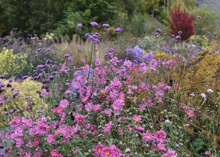 From mid-September, you will see not only autumn leaves but also blooming autumn flowers like the daisy and the Japanese anemone