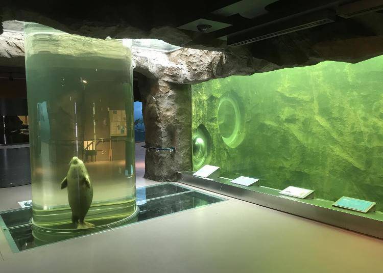 The column aquarium “Marine Way,” where you can observe the earless seal’s unique swimming style
