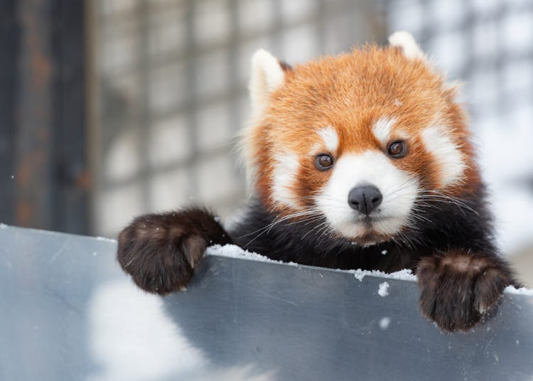 北海道 旭川をめぐる4泊5日モデルプラン 旭山動物園に大雪山 旭川ラーメンも Live Japan 日本の旅行 観光 体験ガイド