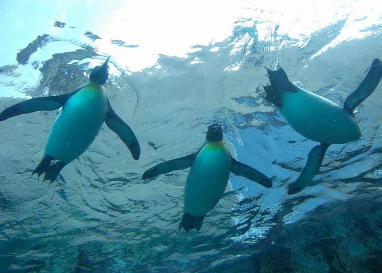 「ぺんぎん館」には、ペンギンが泳ぐ姿を下から観察できる水中トンネルがあります。まるで飛んでいるよう！