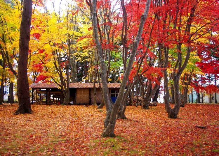2. Kōsetsuen: Where You Can Enjoy Fall Foliage at Night Too!