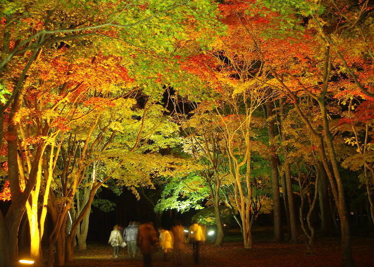Enjoy a different atmosphere when you view fall foliage at night