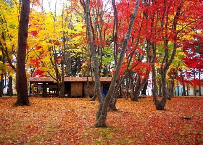 最新 北海道道南紅葉景點8選 函館 大沼 八雲等 Live Japan 日本旅遊 文化體驗導覽