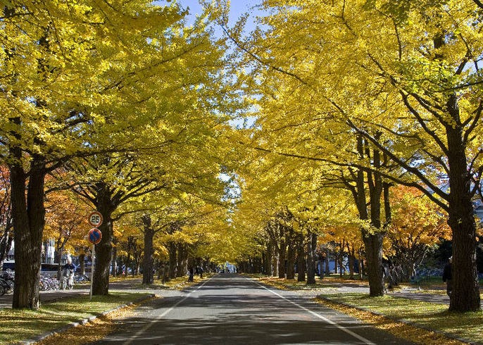 21年 札幌 ニセコ 洞爺など道央の紅葉スポット8選 秋の観光に必見 Live Japan 日本の旅行 観光 体験ガイド